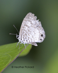 Leptotes cassius