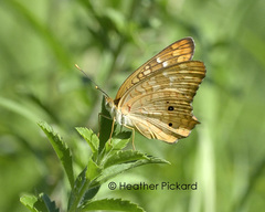 Anartia jatrophae