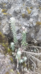 Lasiocephalus ovatus