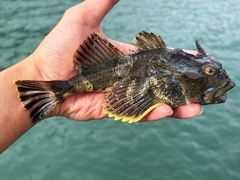 Buffalo Sculpin photo 2