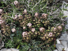 Aethionema saxatile creticum