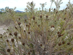 Oedera fruticosa