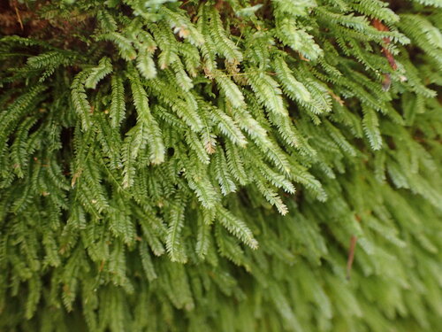 Rhizogonium novae-hollandiae observed 2026-01-25