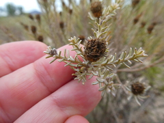 Oedera fruticosa