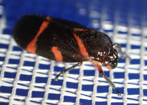 Maxantonia notata
