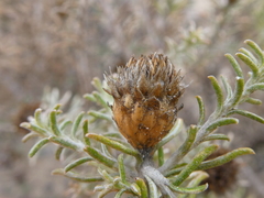 Oedera fruticosa