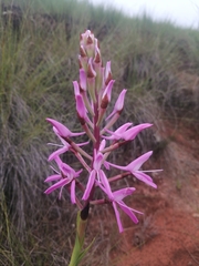 Disa nervosa