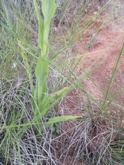 Disa nervosa