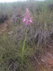 Disa nervosa