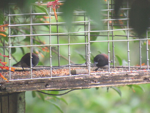 iNaturalist image