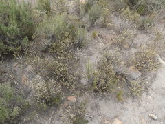 Oedera fruticosa