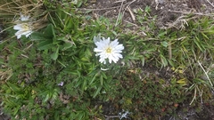 Hypochaeris sessiliflora