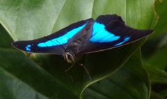 Archaeoprepona demophon