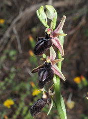 Ophrys sphegodes spruneri