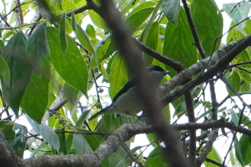 White-browed Shrike-babbler (Pteruthius aeralatus), photo 2