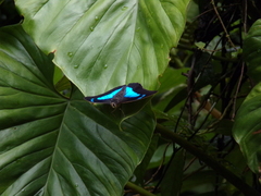 Archaeoprepona demophon