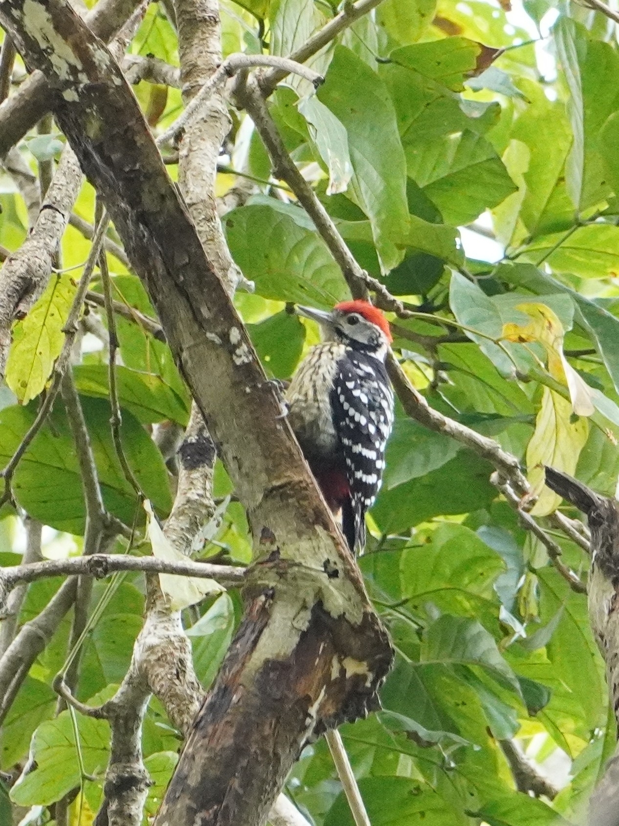 Stripe-breasted Woodpecker (Dendrocopos atratus), photo 3