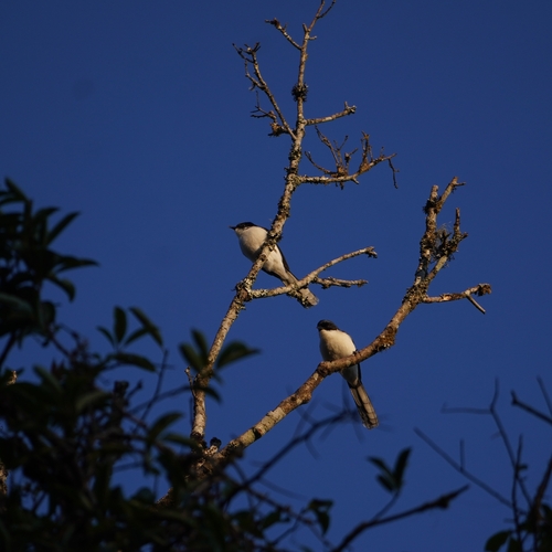 Dark-backed Sibia (Heterophasia melanoleuca), photo 10