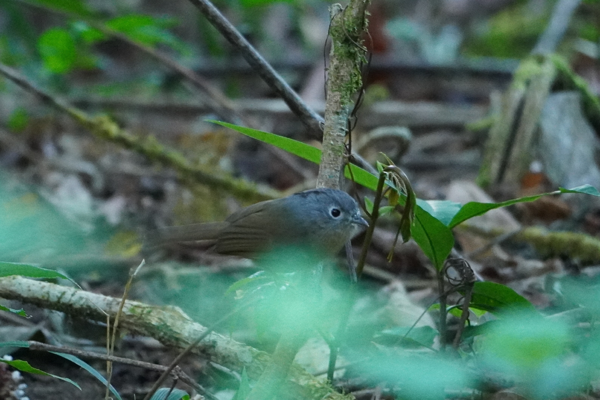 Yunnan Fulvetta (Alcippe fratercula), photo 7