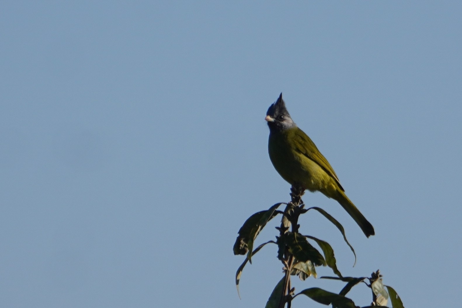 Crested Finchbill (Spizixos canifrons), photo 1