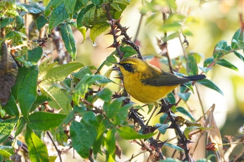Golden Bush Robin (Tarsiger chrysaeus)