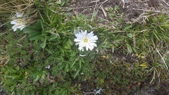 Hypochaeris sessiliflora