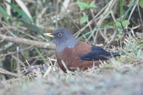 Chestnut Thrush (Turdus rubrocanus), photo 7