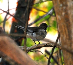 Dagua Thrush photo 3