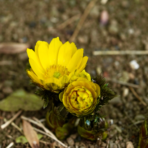 Adonis amurensis iNat (1)