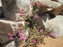 Silene psammitis