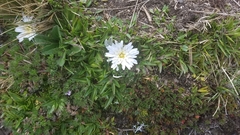 Hypochaeris sessiliflora