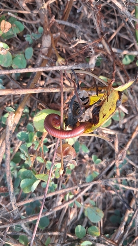 Rusty Millipede