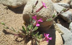 Silene psammitis