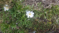 Hypochaeris sessiliflora