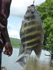 Heterotilapia buettikoferi