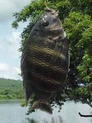 Heterotilapia buettikoferi