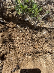 Scolopendra polymorpha