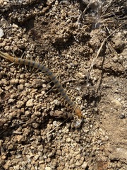 Scolopendra polymorpha