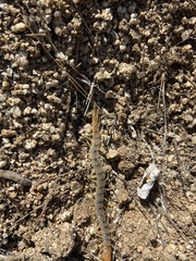 Scolopendra polymorpha