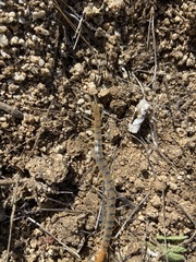 Scolopendra polymorpha