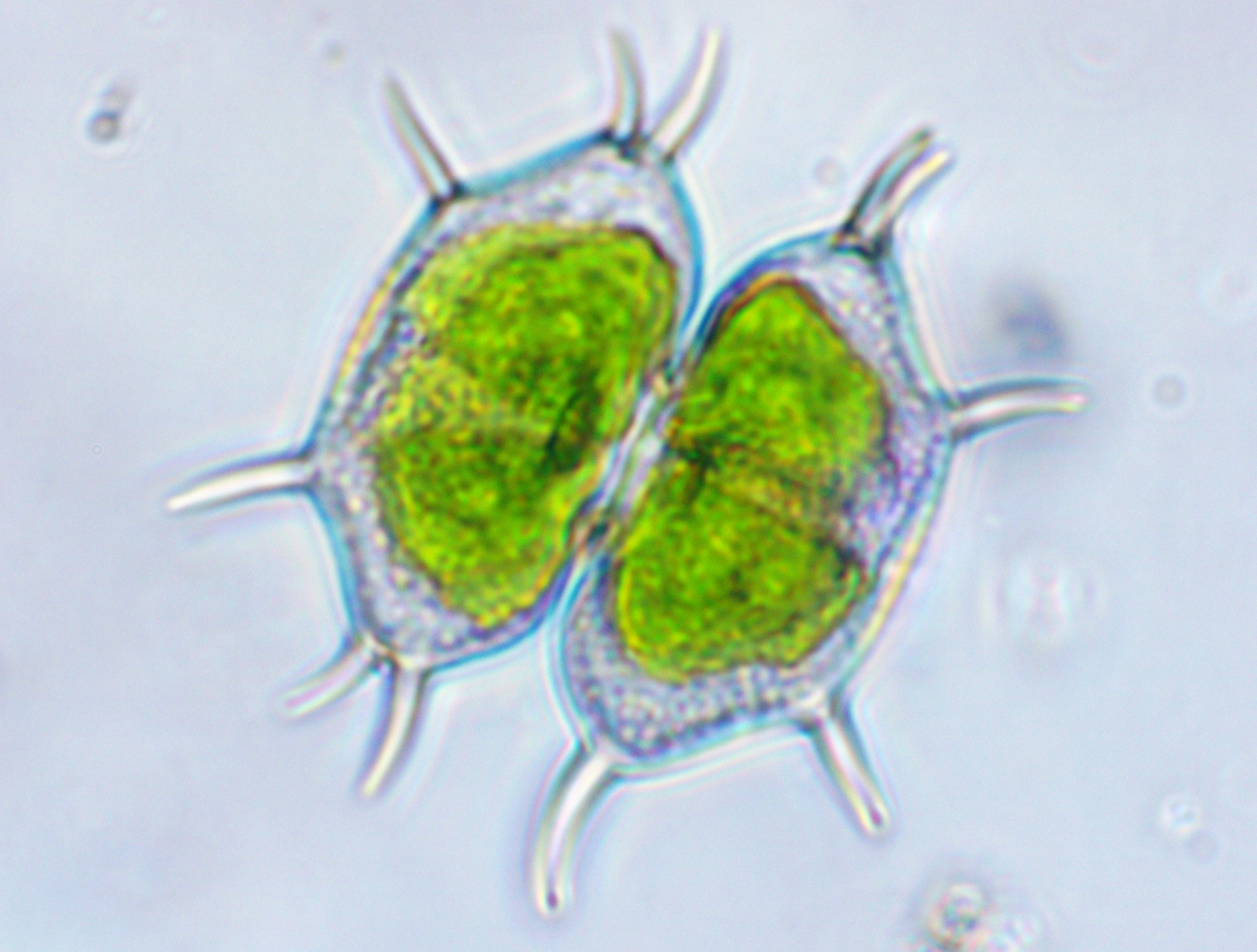 Xanthidium antilopaeum