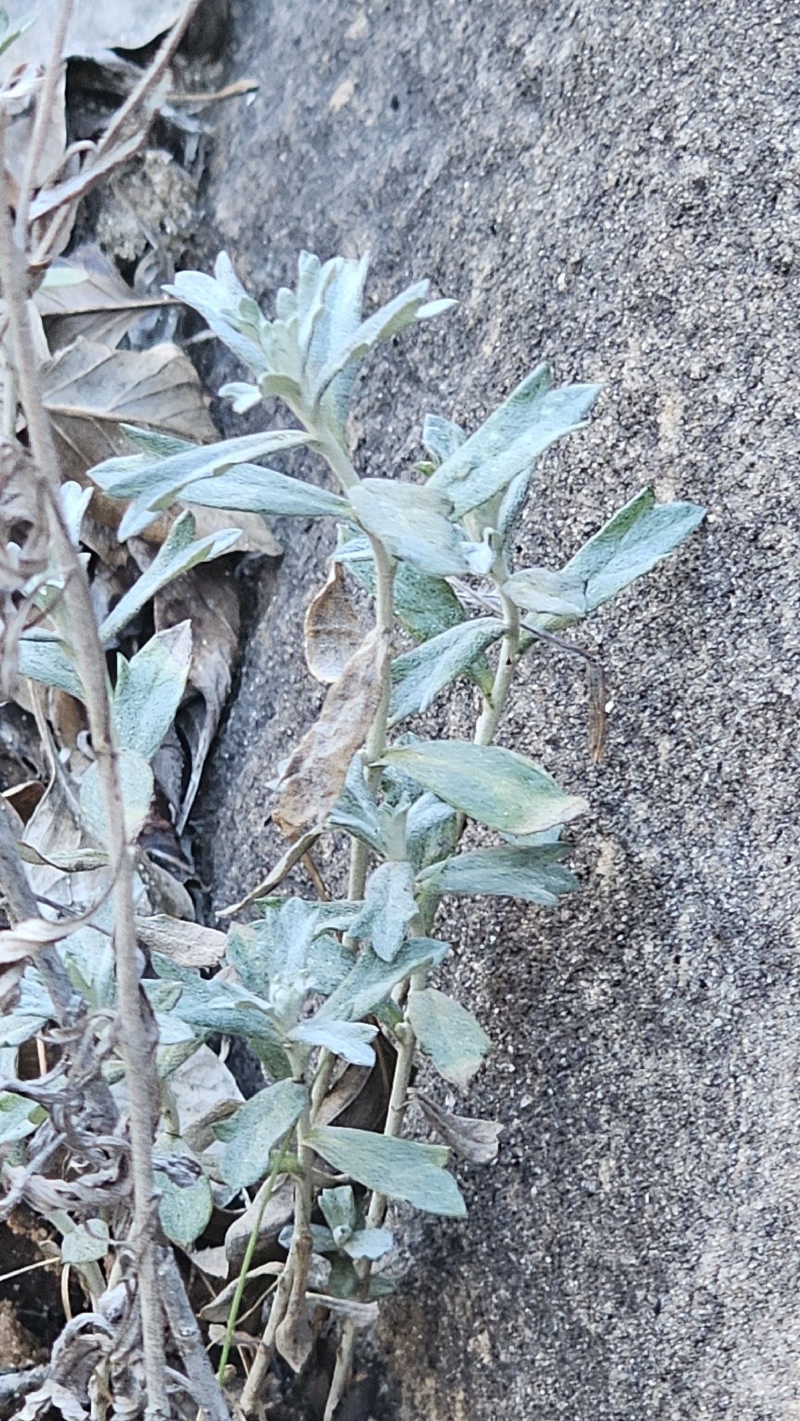 Imagem de Artemisia ludoviciana