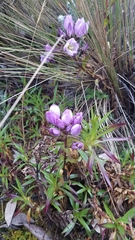 Gentianella foliosa