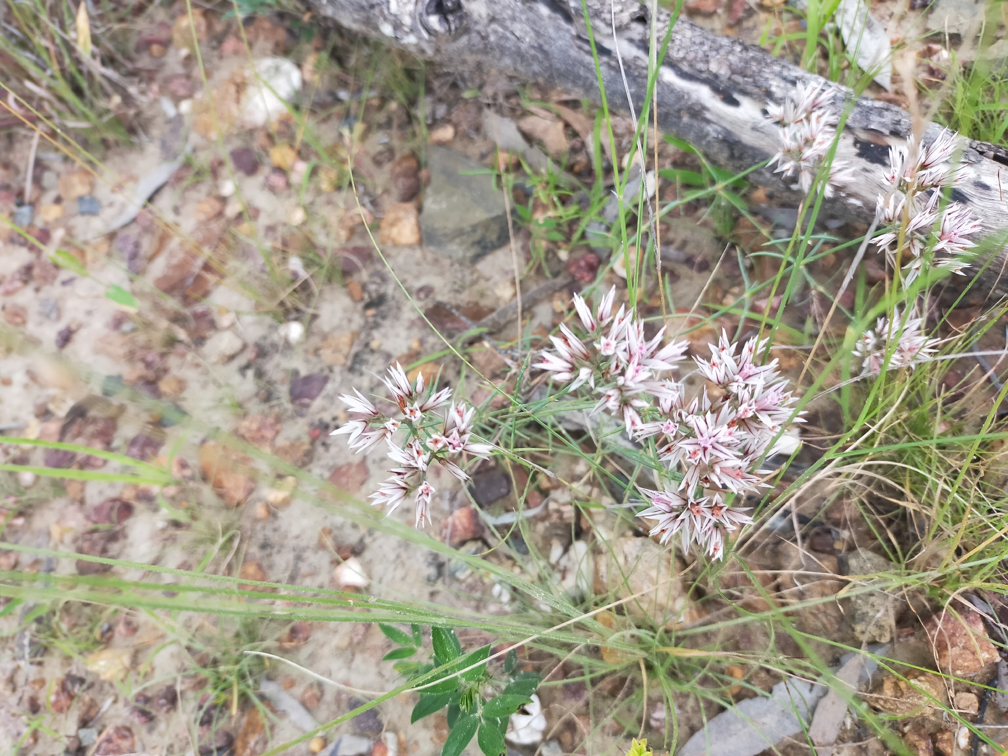 Imagem de Polycarpaea corymbosa