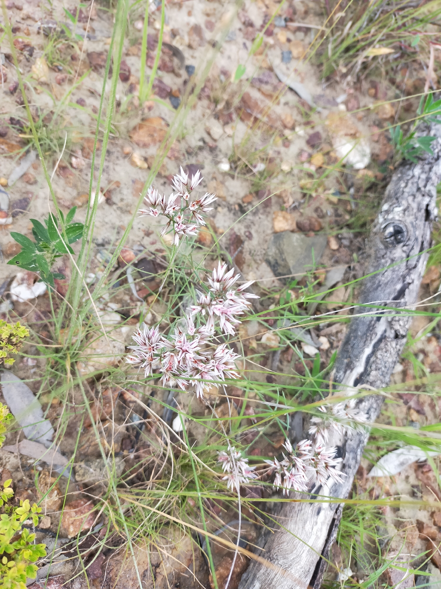 Imagem de Polycarpaea corymbosa
