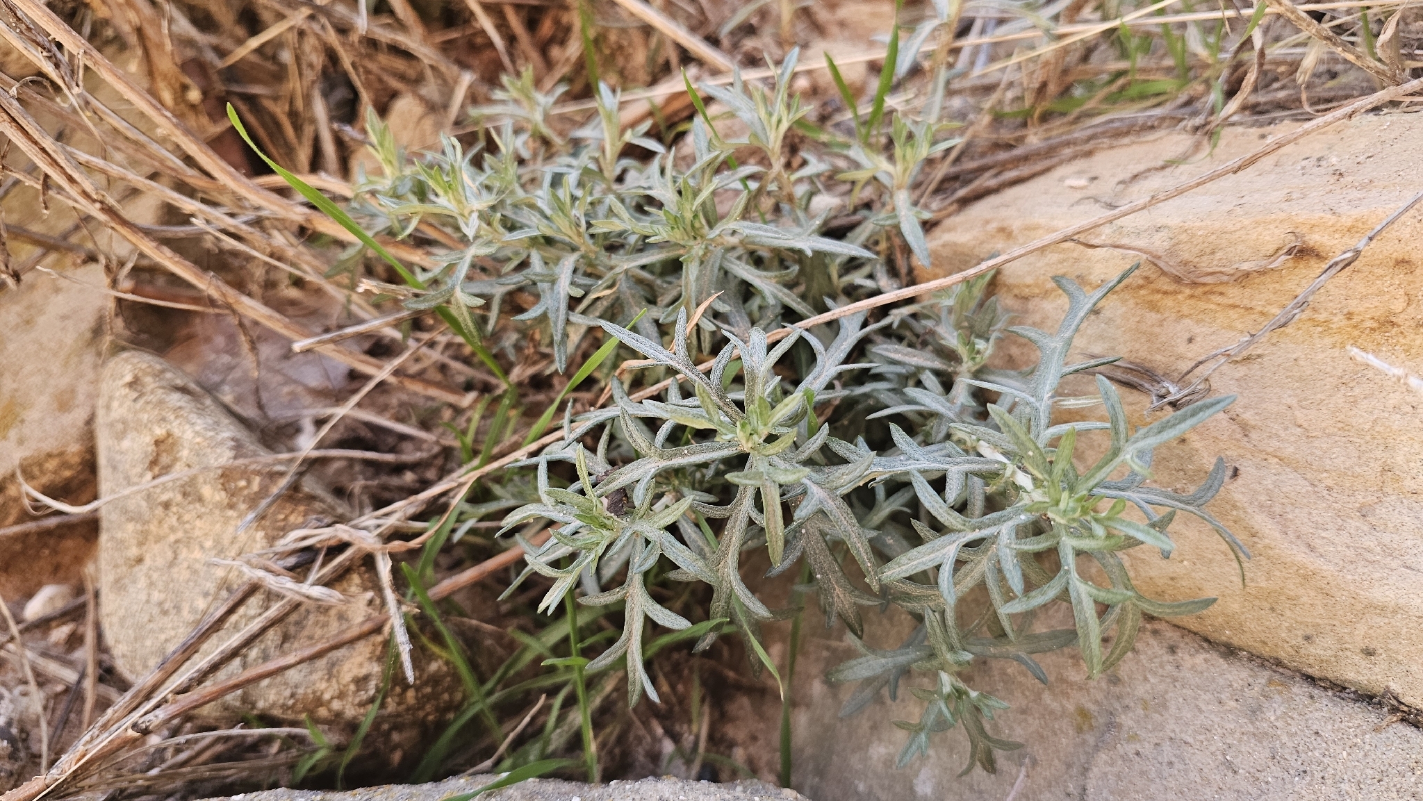 Imagem de Artemisia ludoviciana