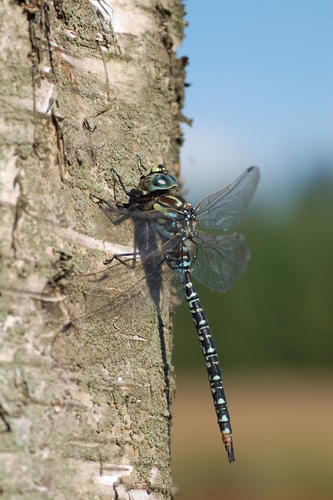 Subarctic Darner, 9531 Borger, Netherlands, photo 9 of 10