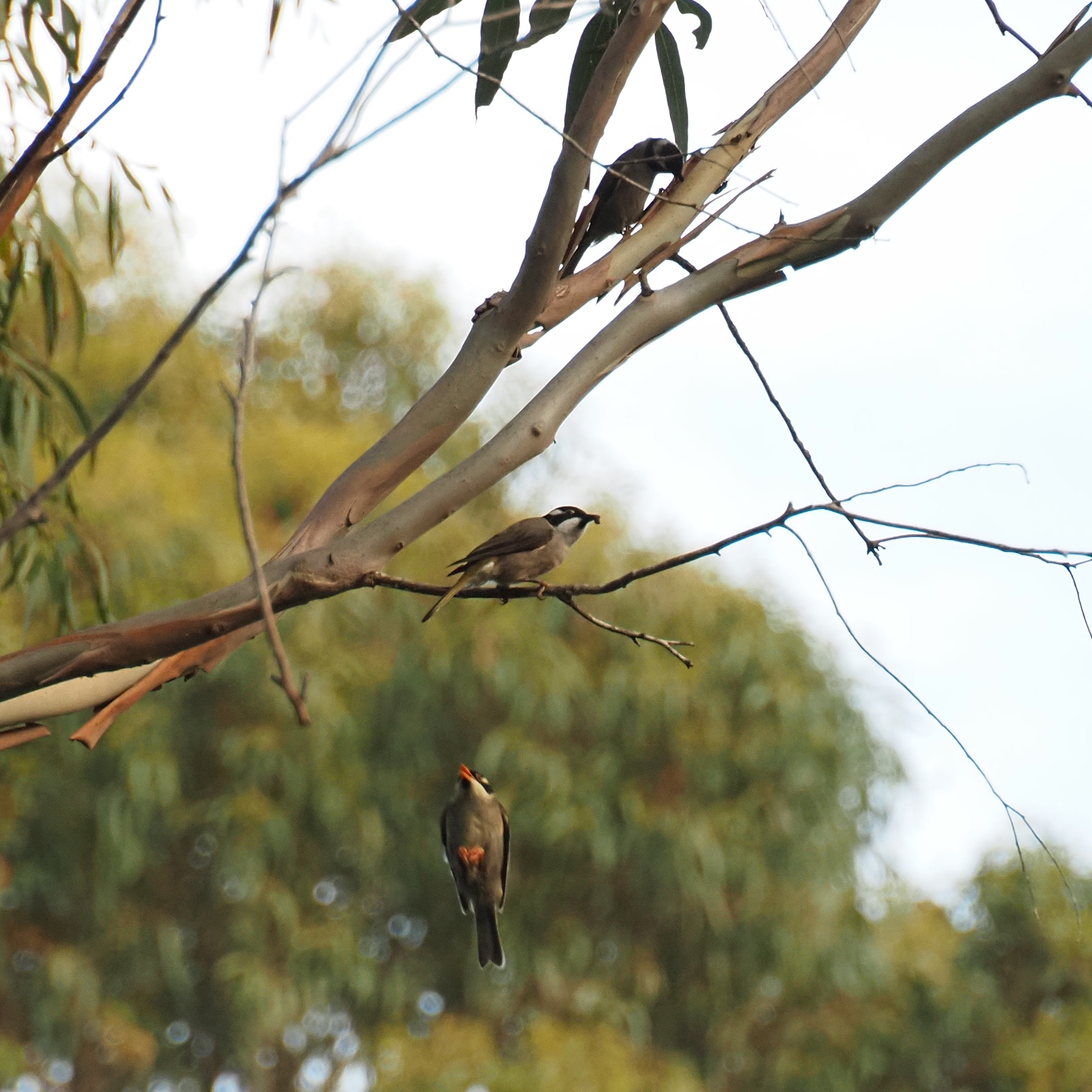 Strong-billed Honeyeater (Melithreptus validirostris), photo 2