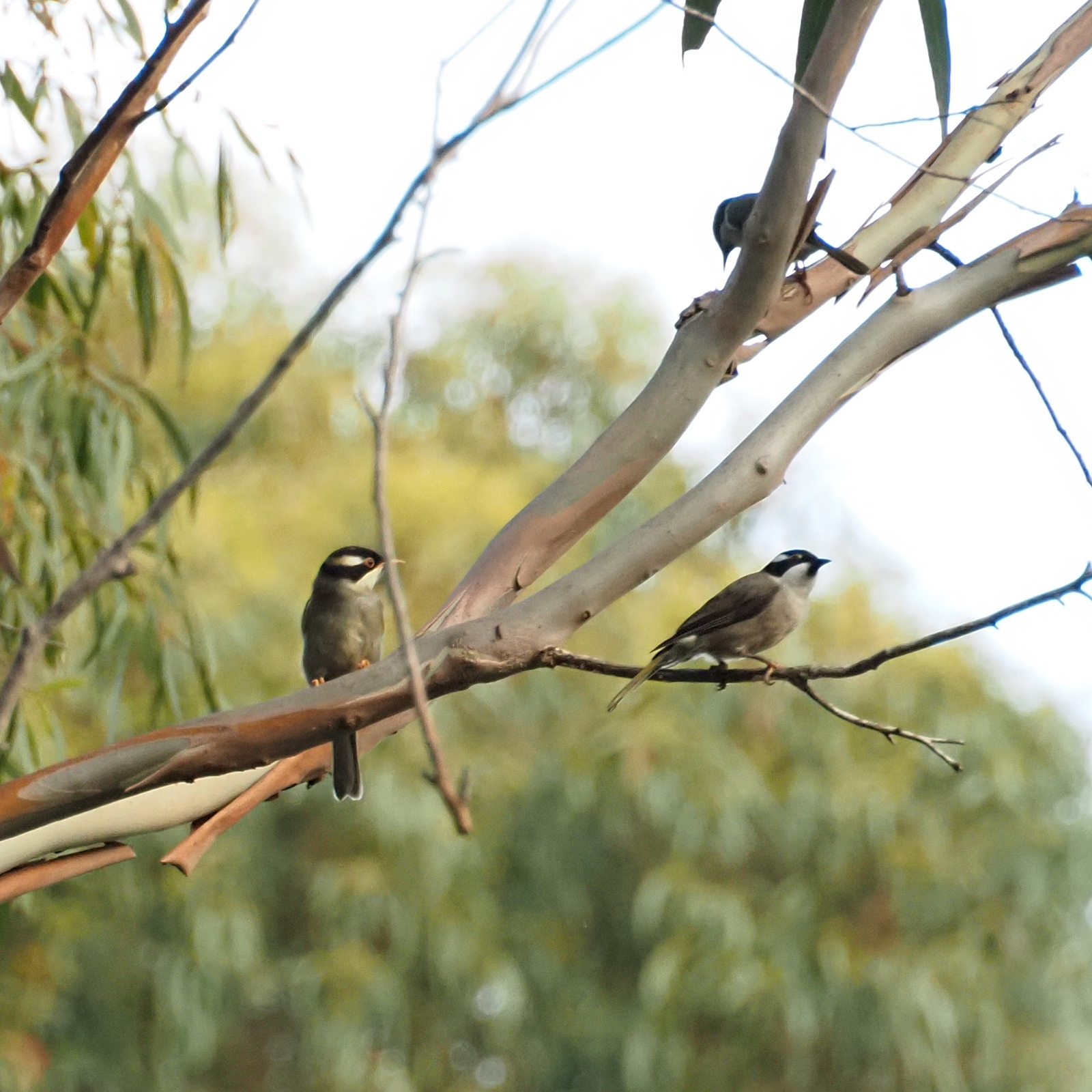 Strong-billed Honeyeater (Melithreptus validirostris), photo 3