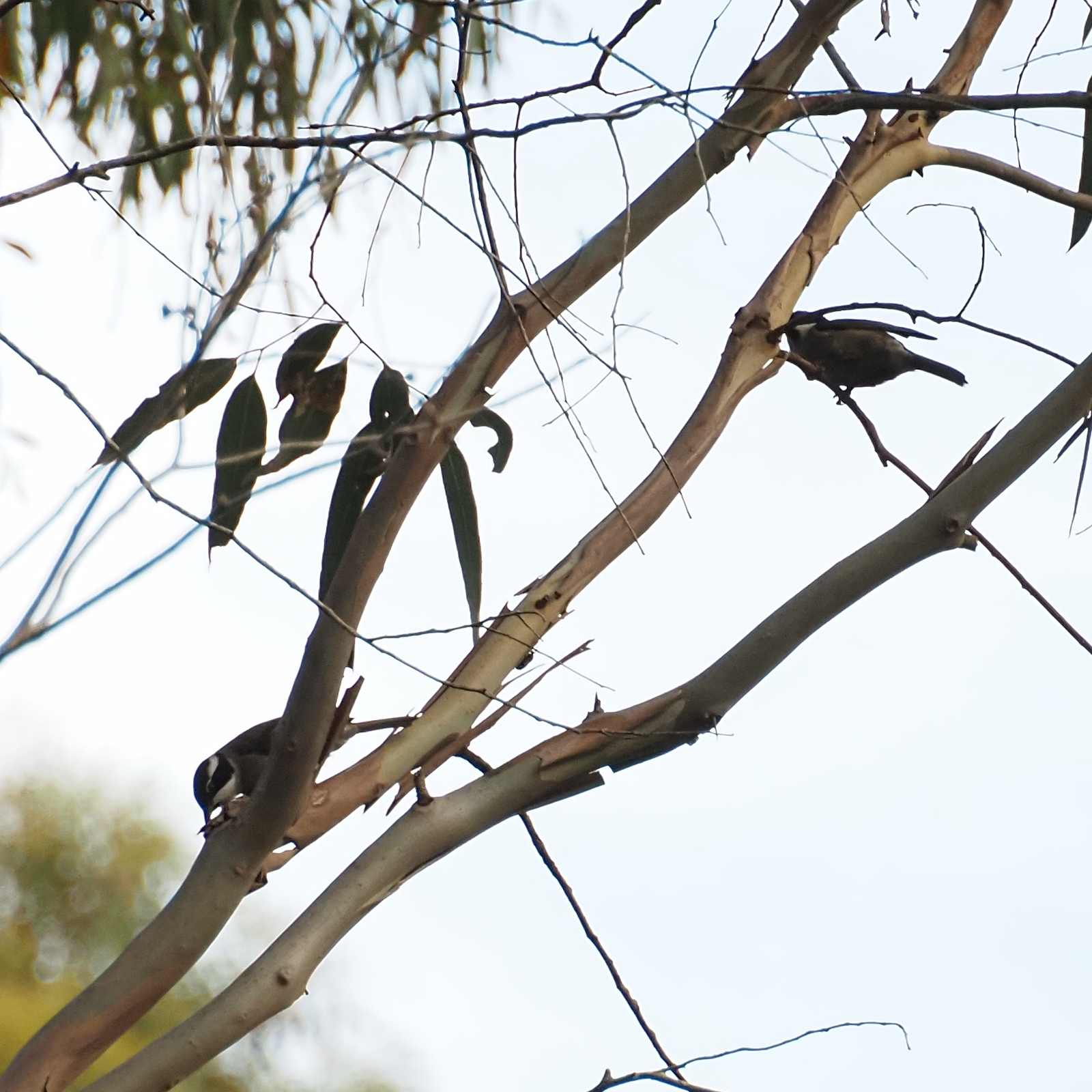 Strong-billed Honeyeater (Melithreptus validirostris), photo 4